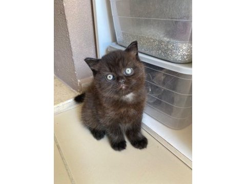Chocolate color british shorthair dişi yavru