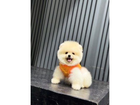 Sağlık ve ırk garantili pomeranian