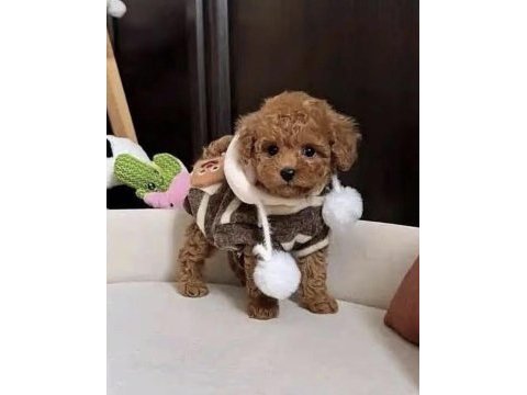 Toy poodle yavrusu