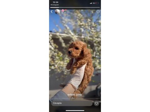 Toy poodle yavrular ırk sağlık garantili