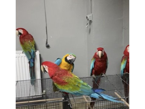 1-3 yaş aralığında genç kırmızı macaw papağanlar