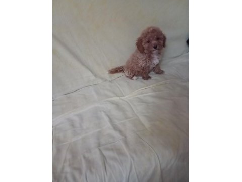 Toy poodle yavrularımız sağlık ve ırk garantili