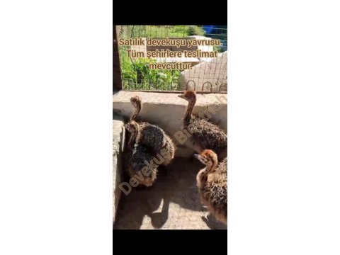 Devekuşu yavrusu