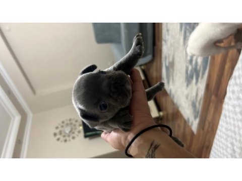 French bulldog yavrularımız