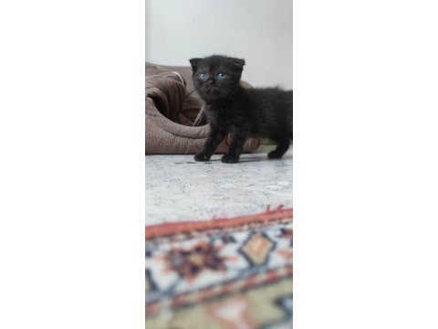 Çikolata dondurma british shorthair