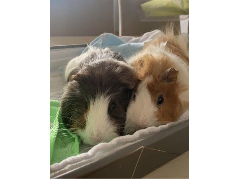 2 guinea pigs for adoption