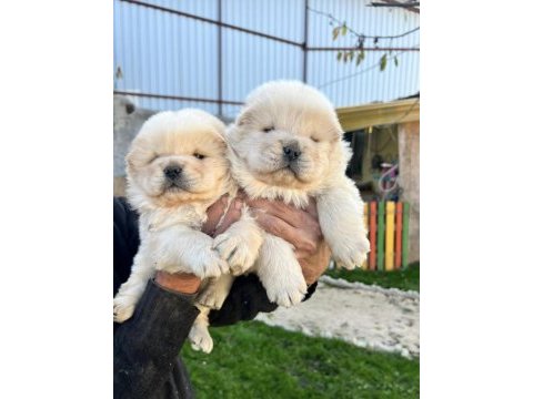 Chow chow bebekler