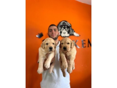 Golden retriever severler için minik kalpler