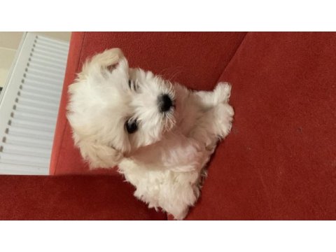 Kar topu gibi dişi terrier