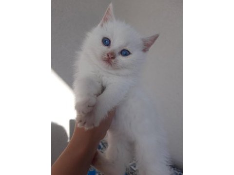 2 aylık british shorthair beyaz yavrular