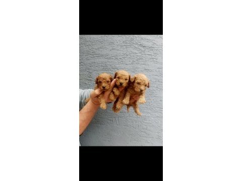 Toy poodle tatlı yavrular