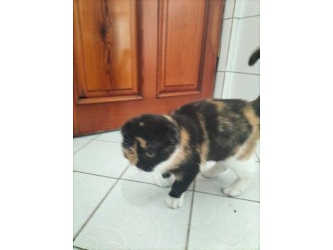 British shorthair kediler