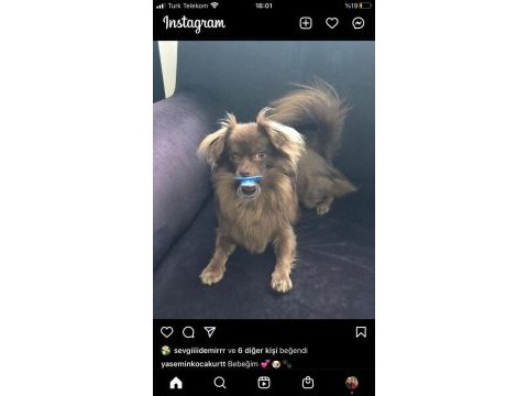 Chihuahua erkek 4 yaşında