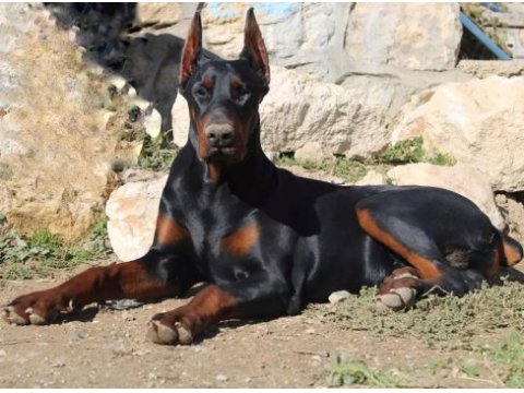 Doberman avrupa n
