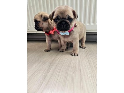 Pug mops yavrularımız