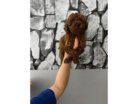 Toy poodle bebekler orijinal