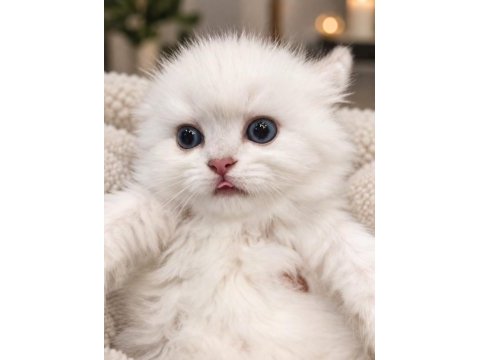 British longhair safkan yavrumuz
