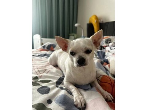 5 yaşında kısır erkek chihuahua