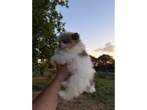 Pomeranian boo köpeklerimiz