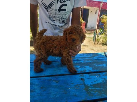 Red brown kore toy poodle erkek