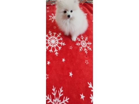 Pomeranian oyuncak yüz