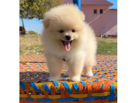 Pomeranian boo safkan