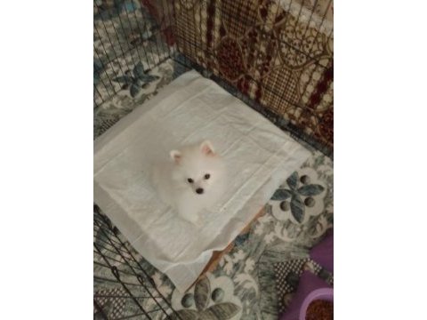 Ücretli sahiplendirme pomeranian boo