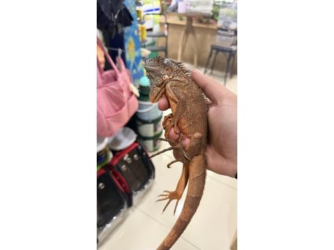 Sağlıklı evcil iguanalar