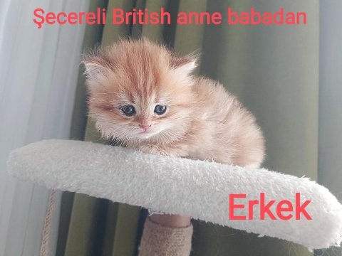 British longhair golden secereli anne babadan