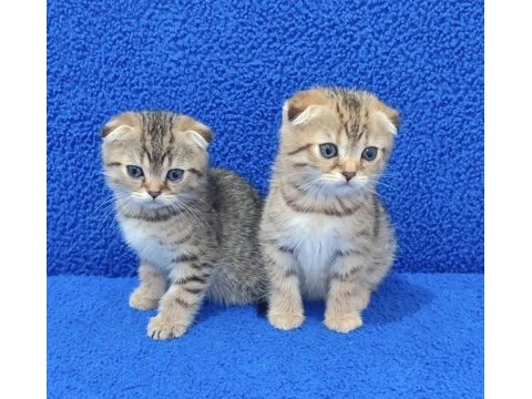 Teslime hazır mükemmel bir scottish fold yavrular