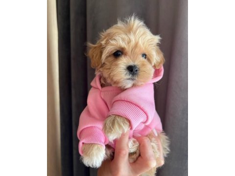 Dünya tatlısı maltipoo yavruları
