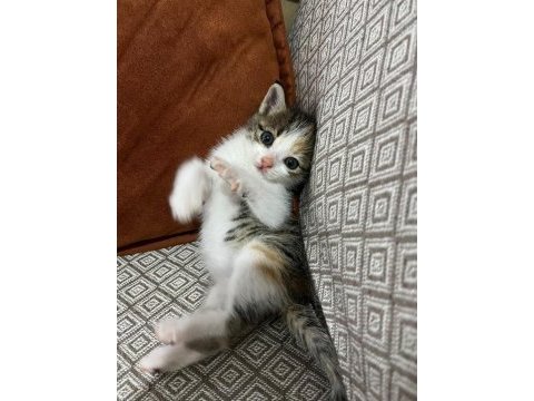 İsmi poncuk kedimizin