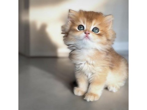 Golden ny12 erkek bebek british longhair