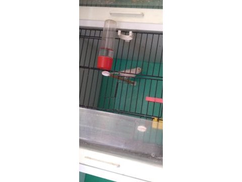 Üreticiden satılık kanarya
