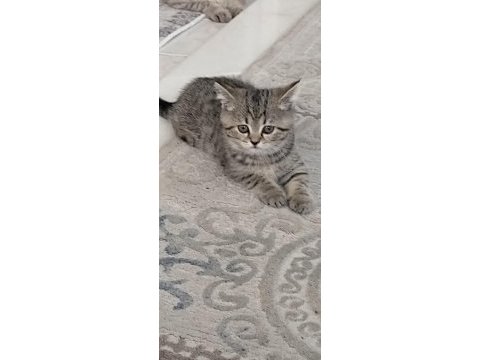 British shorthair yavrularımıza yuva arıyoruz