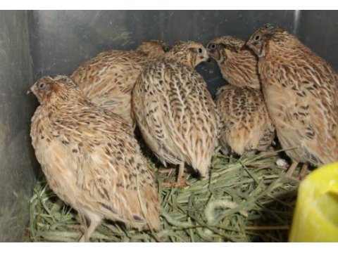 30 günlük jumbo japon bıldırcınlarımız