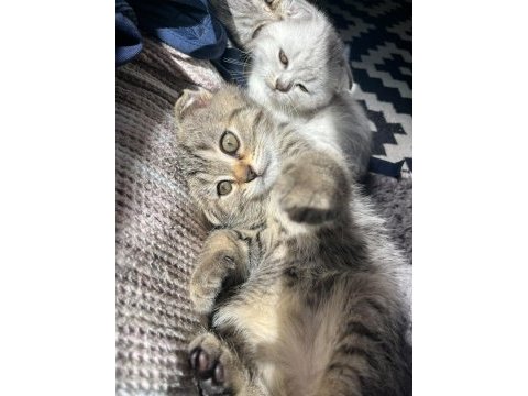 Scottish fold yuvarlak yüz