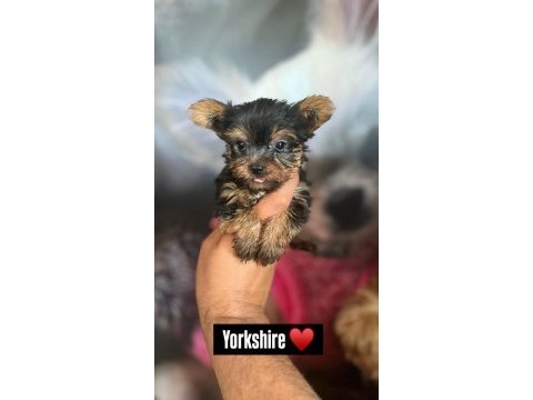 Yorkshire terrier bebekler