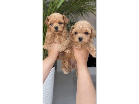Toy poodle köpekler