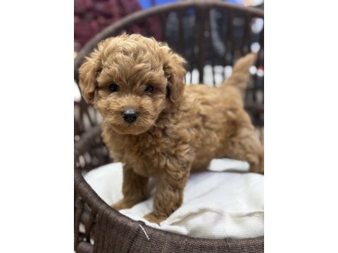 Maltipoo güzellikleri
