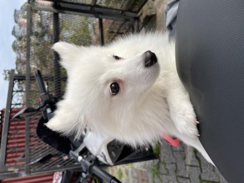 Pomeranian uslu spitz