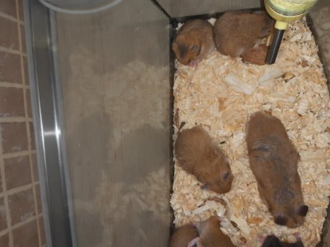 1 aylık suriye hamster