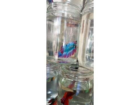 Betta balığımız