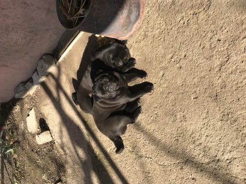 İki adet dişi yetişkin pug mops