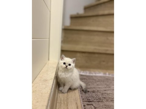 Brıtısh shorthair sılver point yavrularım 