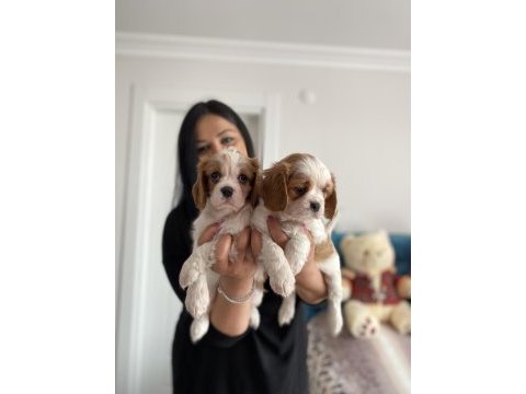 Cavalier king charles yavrularım
