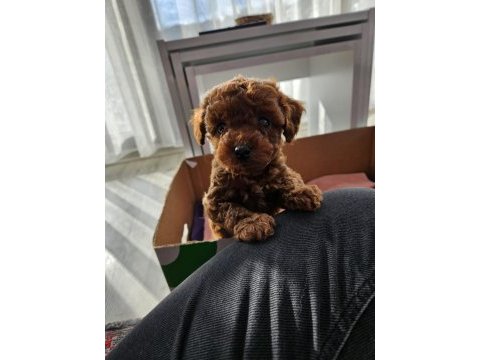 Toy poodle yavrularımız orjinal red brown