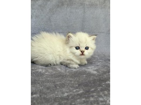 British longhair ns11 33 dişi (mavi göz)