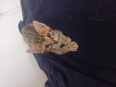 1,5 aylık tekir yuva olmak ister misiniz
