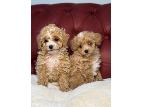 Ankaranın en kaliteli mini maltipoo yavruları